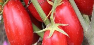 Description de la tomate Solokha et caractéristiques de la variété