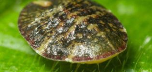 Wie man mit einer Scheide auf Johannisbeeren mit volkstümlichen und chemischen Mitteln umgeht