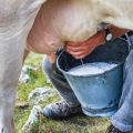 La composition et les avantages du lait, ce qu'il contient et combien de vitamines et de nutriments
