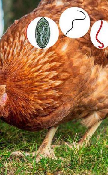 Symptômes des vers chez les poulets et traitement à domicile, méthodes de prévention