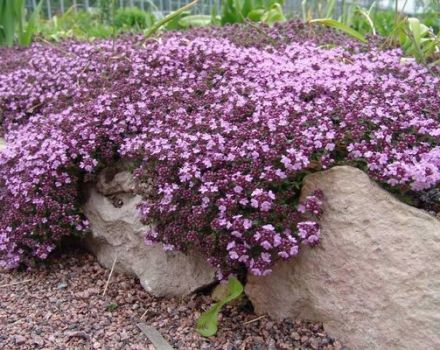 Cultiver du thym (thym) en plein champ dans la région de Moscou