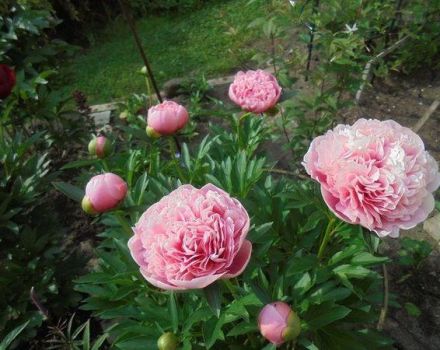 Caractéristiques et description de la variété de pivoine Etched Salmon, plantation et entretien