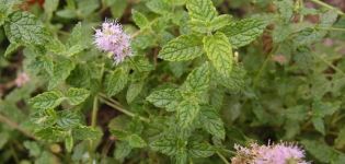 Description de la variété fraise menthe, recommandations de culture et d'entretien