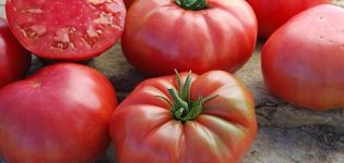 Characteristics and description of the tomato variety Sugar Elephant