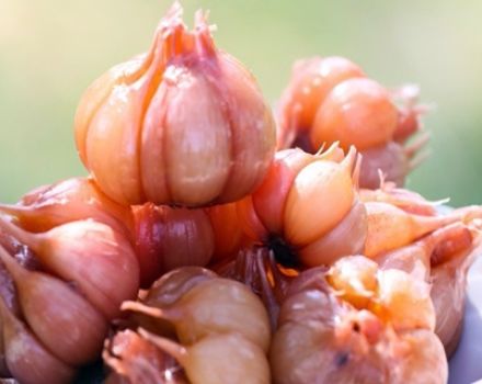 Recette pour l'ail mariné comme au marché avec des têtes entières