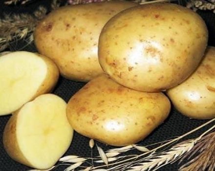 Description de la variété de pomme de terre Kolobok, caractéristiques de culture et d'entretien