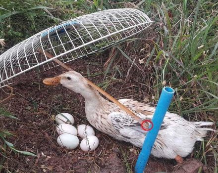 Top 8 ways to catch wild ducks, how to make a trap with your own hands