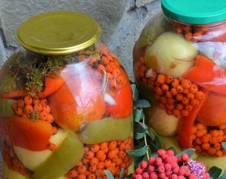 TOP 2 recipes for pickling tomatoes with black and red mountain ash for the winter