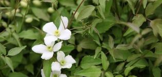 Beschreibung und Eigenschaften von Bergklematis, Pflanzung und Pflege