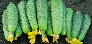 Description de la variété de concombres Famille amicale, caractéristiques de culture et de soins
