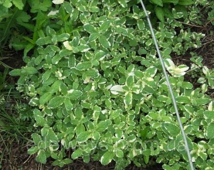 Beschreibung der Variegata-Ananas-Minz-Sorte, Pflanz- und Pflegemerkmale