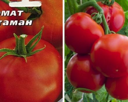 Description de la variété de tomate Ataman et de ses caractéristiques