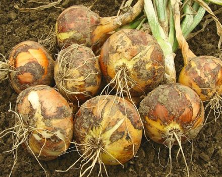 Wann Zwiebeln in den Regionen Schwarzerde, Woronesch und Belgorod geerntet werden sollen, der richtige Zeitpunkt