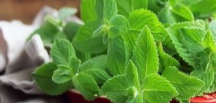 Comment garder la menthe fraîche au réfrigérateur pour l'hiver