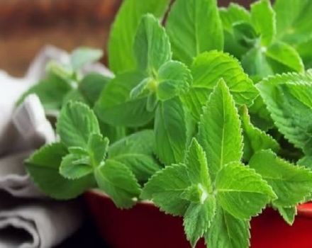 Comment garder la menthe fraîche au réfrigérateur pour l'hiver