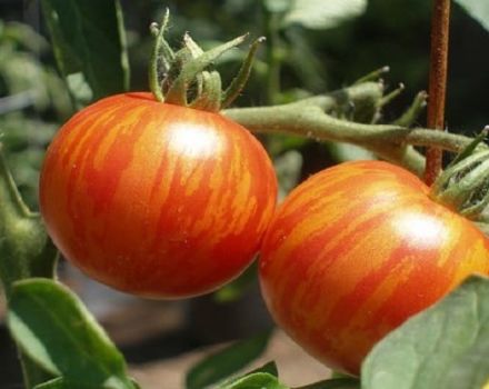 Beschreibung der Tomatensorte Tiger, ihre Eigenschaften
