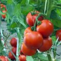 Caractéristiques et description de la variété de tomate Maryina Roshcha, son rendement