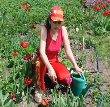 Est-il possible de planter des tulipes au printemps, quand et comment effectuer la procédure