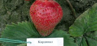 Description et caractéristiques de la variété de fraise Cardinal, plantation et entretien