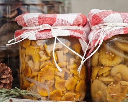 Einfache Schritt-für-Schritt-Rezepte zum Salzen von Pilzen zu Hause für den Winter in Gläsern
