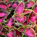 Planting and caring for Coleus in the open field, description of varieties and reproduction