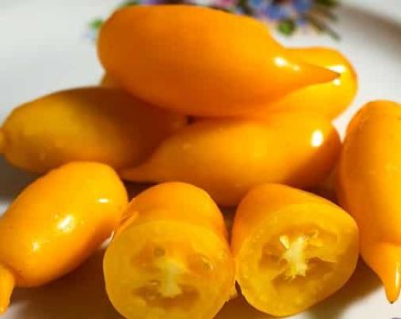 Beschreibung der Tomatensorte Golden Canary und ihrer Eigenschaften