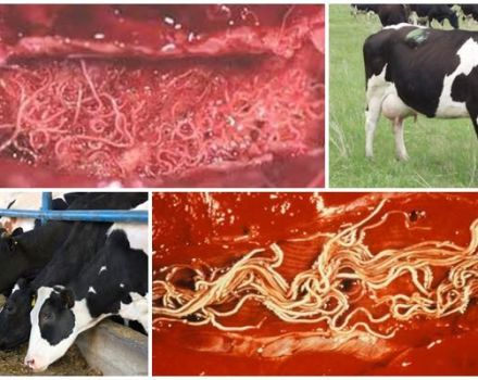 Symptômes et diagnostic de la dictyocaulose chez les ruminants, traitement et prévention