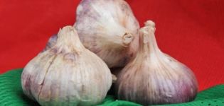 Description de la variété d'ail Polesie souvenir, particularités de culture et d'entretien
