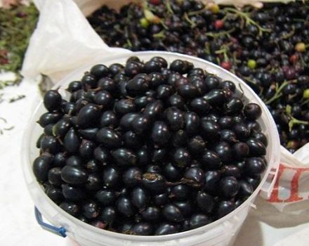 Comment conserver les groseilles noires et rouges fraîches