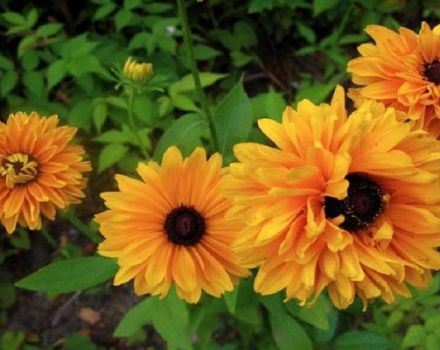Description des variétés de rudbeckia vivaces, plantation et entretien en plein champ