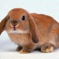 Les lapins décoratifs puent-ils à la maison et les raisons de l'odeur