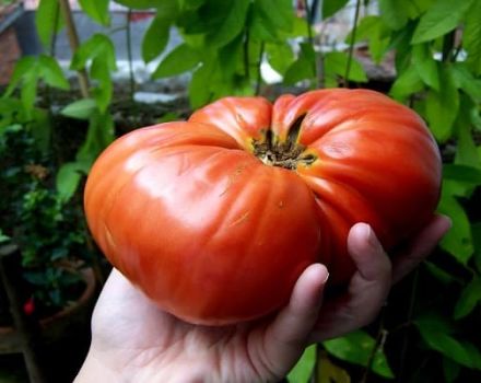 Beschreibung der Tomatensorte Berdsky groß und ihre Eigenschaften