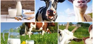 Which milk is healthier in composition, cow or goat and a table of differences