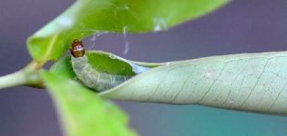 Comment traiter les chenilles sur un pommier et comment traiter les arbres, un examen des fonds et des préparations