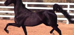 Was bedeutet ein Pferdeschlendern und die besten Rassen, Merkmale solcher Pferde