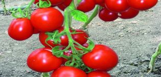Beschreibung der Richie-Tomatensorte und ihrer Eigenschaften