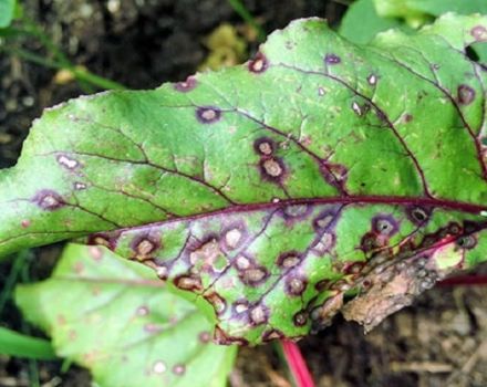 Description des ravageurs de la betterave et lutte contre eux avec des remèdes populaires
