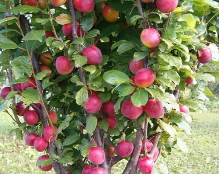 Description de l'hybride au goût de prune et d'abricot sharafuga, caractéristiques et caractéristiques