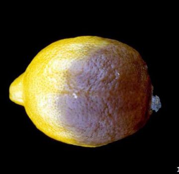 Causes des maladies et des ravageurs des agrumes et mesures de contrôle