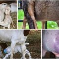 Que faire avec une petite quantité de lait chez une chèvre après l'agnelage et comment augmenter
