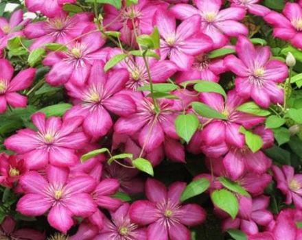 Description de la technique de la clématite, de la culture et des soins de la Ville de Lyon