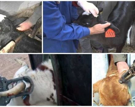 Das beste Alter für Dehornkälber und die Top 3 Wege, geeignete Mittel