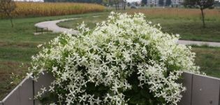 Description des variétés de clématites Mandchourie, culture technique agricole
