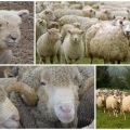 Combien d'années vivent en moyenne les moutons à la maison et à l'état sauvage