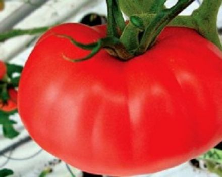 Cultiver avec les caractéristiques et la description de la variété de tomate Kirzhach