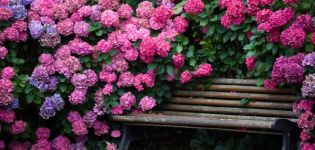 Beschreibung der Katevbinsky-Rhododendron-Arten, Pflanz- und Pflegeregeln
