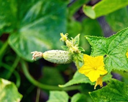 Description of the Malysh cucumber variety, its yield and care