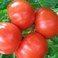 Description et caractéristiques de la variété de tomate Bourgeois