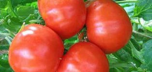 Beschreibung und Eigenschaften der Tomatensorte Bourgeois