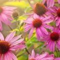 Medicinal properties and contraindications of Echinacea, use and side effects